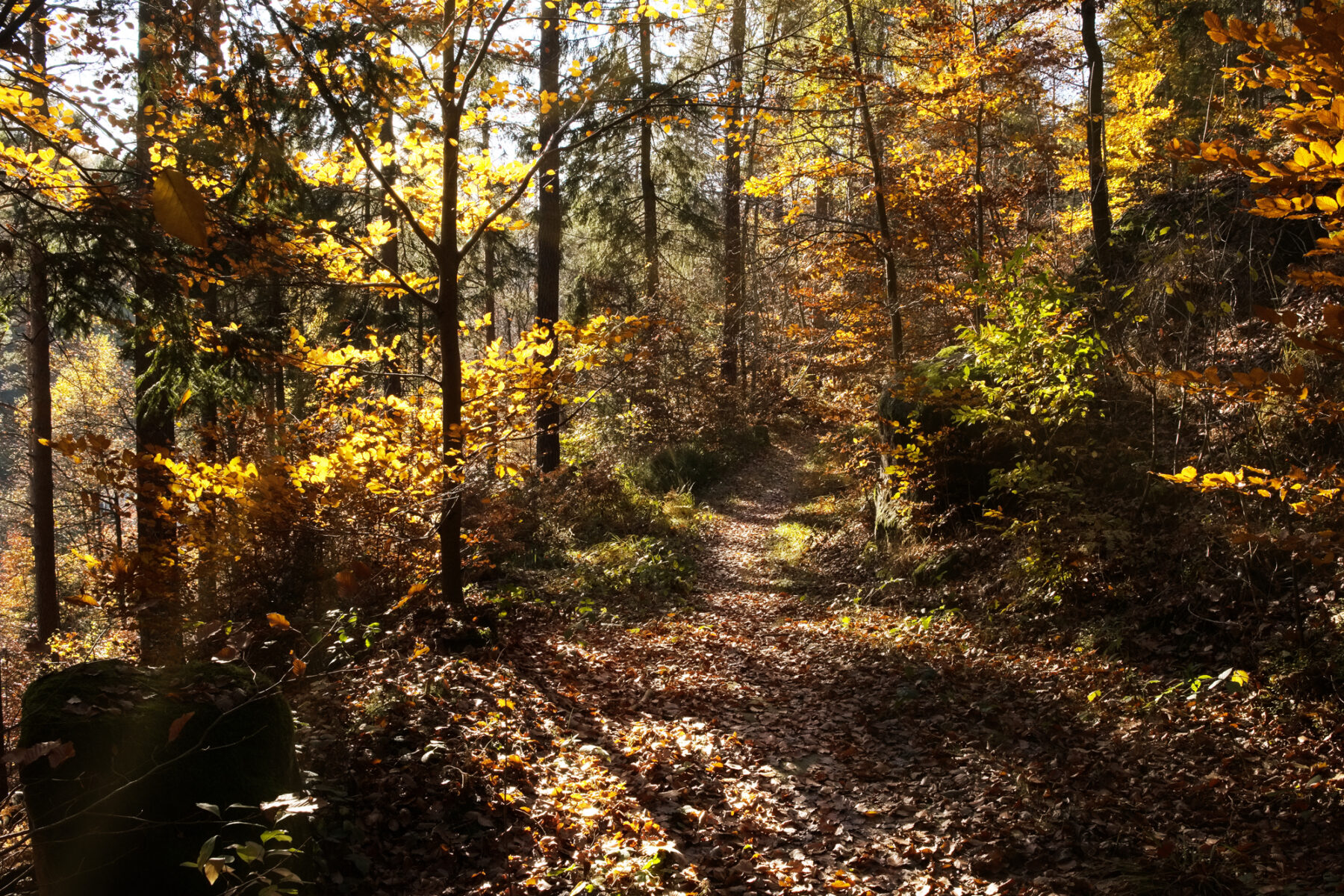 Herbst im Mischwald.