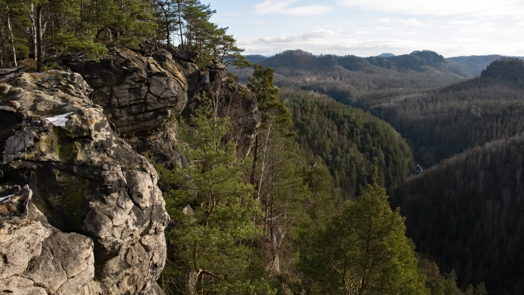 Blick zum Kirnitzschthal auf die Felsenmühle Baumbestand 2020